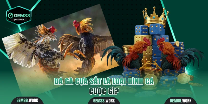 Đá Gà Cựa Sắt | Tham Gia Trận Chiến Đầy Kịch Tính Tại Gem88 Đá gà cựa sắt là loại hình cá cược gì?