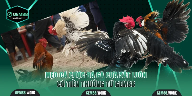 Đá Gà Cựa Sắt | Tham Gia Trận Chiến Đầy Kịch Tính Tại Gem88 Mẹo cá cược đá gà cựa sắt luôn có tiền thưởng từ Gem88