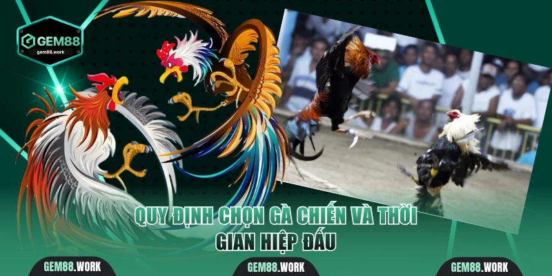 Đá Gà Cựa Sắt | Tham Gia Trận Chiến Đầy Kịch Tính Tại Gem88 Quy định chọn gà chiến và thời gian hiệp đấu